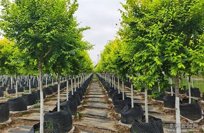 西青区考察团赴麦积区考察对接苗木产业扶贫工作(图)