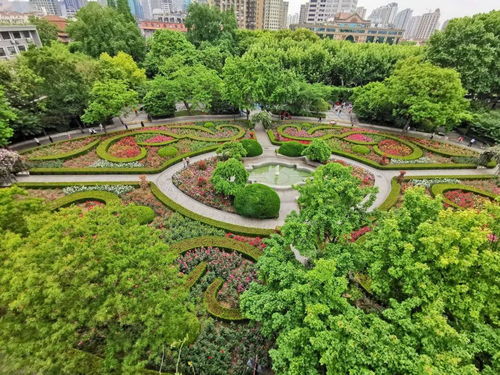 复兴公园月季惹人醉,换个角度看花海