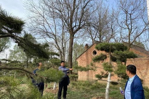 临夏市 立足城市生态建设,打造精品园林绿化
