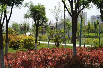 何东副市长督查秦州区园林绿化工作(图)