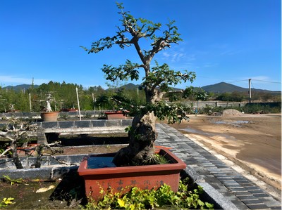 “活化石”变“致富树”:京山市对节白蜡远销全国各地