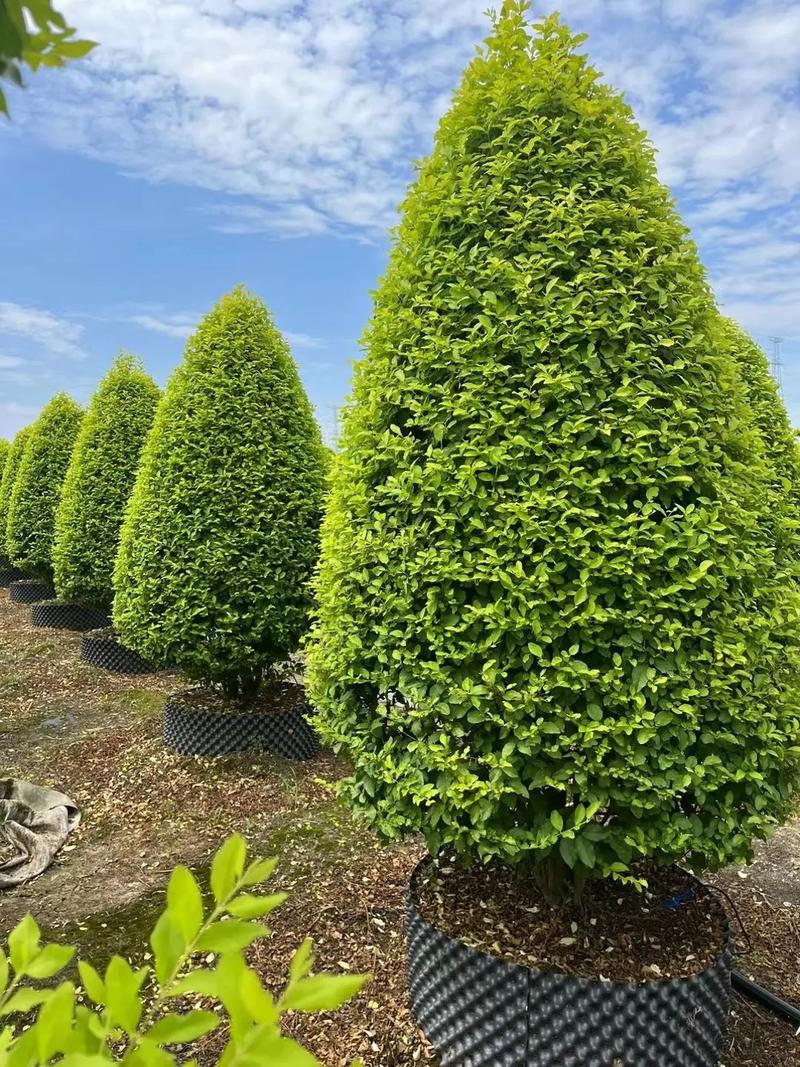金冠女贞塔锥#园林绿化工程 #景观工程 #建设美丽乡村 #花