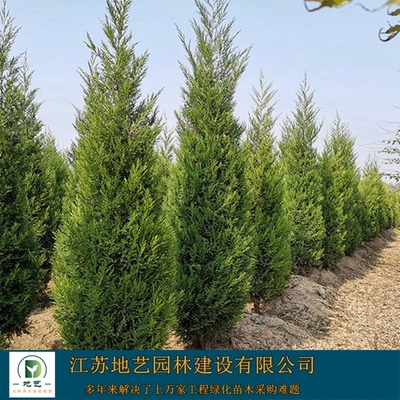 蜀桧图片