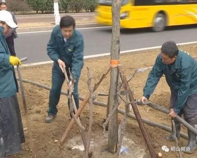 大自然的“工匠”:认识下这位园林绿化行业的劳动模范