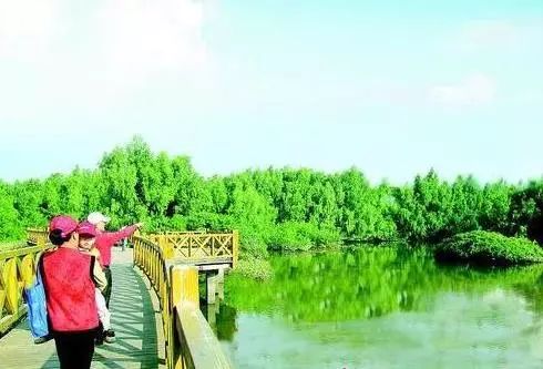 大亚湾建设生态园林,绿地率已达39.5