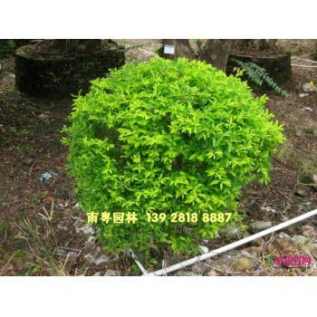 中山南粤园林建设