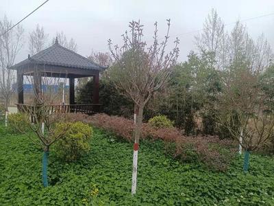 南阳卧龙区 打造城市“绿色名片”，共享“生态福利”的园林建设实践