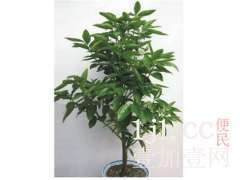 江西起点市政园林建设 优质园林花卉供应与专业园林建设服务