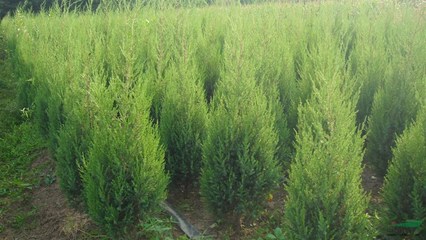 沭阳县好好园林建设公司供应优质乔灌木资源