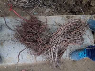 沭阳乾坤园林景观建设 融合自然之美与现代造园技艺